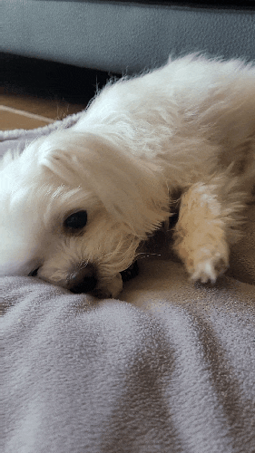  우리집 댕댕이 "공주 먹방"️