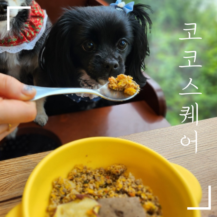  [남양주] 다산 현대프리미엄 아울렛 애견동반 식당 코코스퀘어 내돈내산 후기