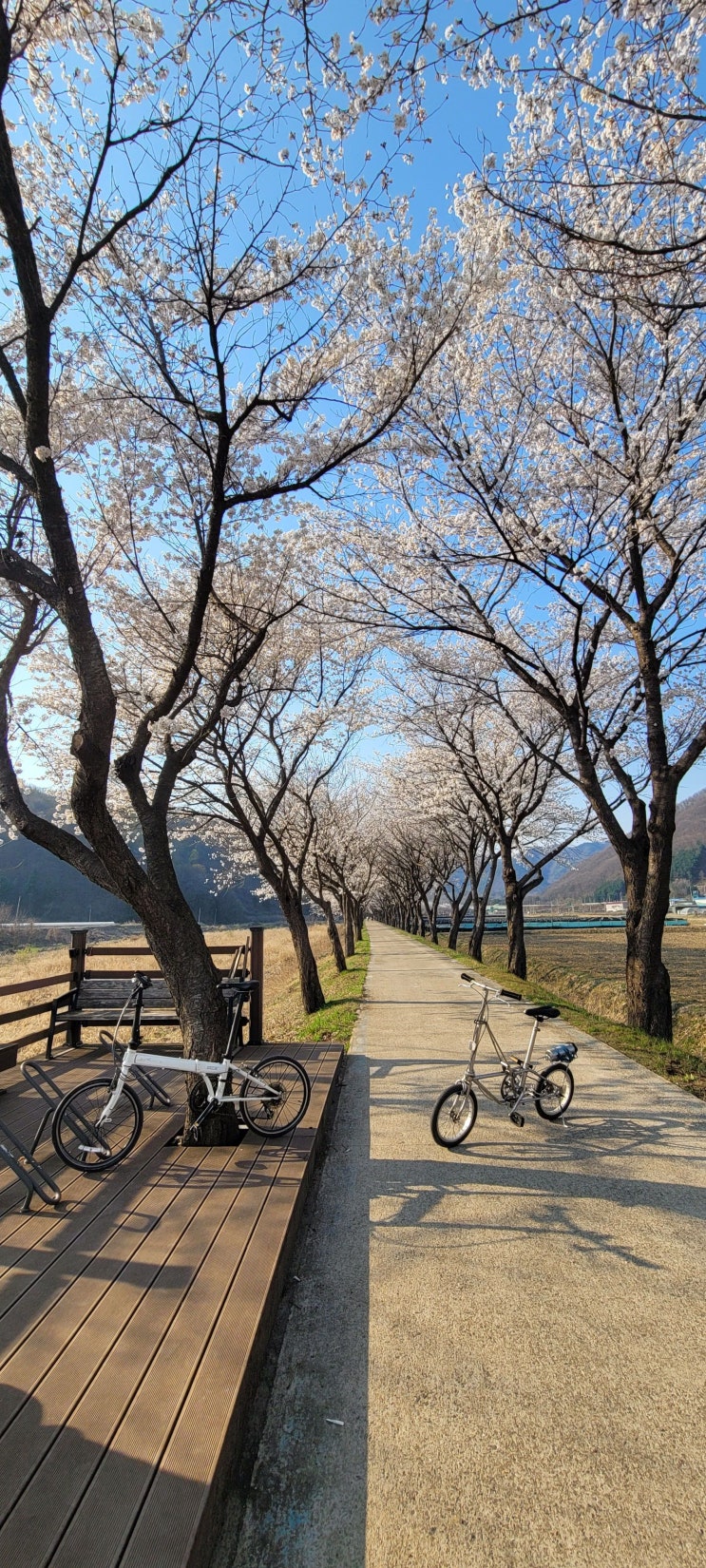  보은 보청천 벚꽃길