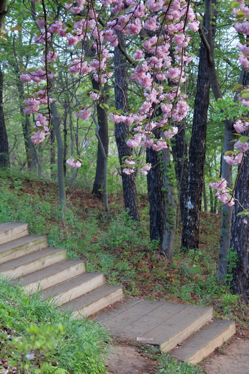 [국내여행] 🌸 전주 겹벚꽃 명소 완산공원 🌸 완산칠봉꽃동산 방문시간 포토존 위치 주차장 지름길