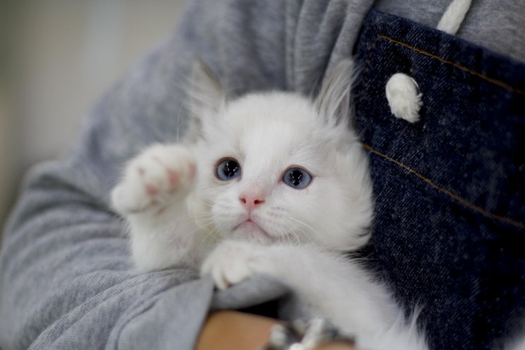  고양이 수염! 꼭 있어야할까?