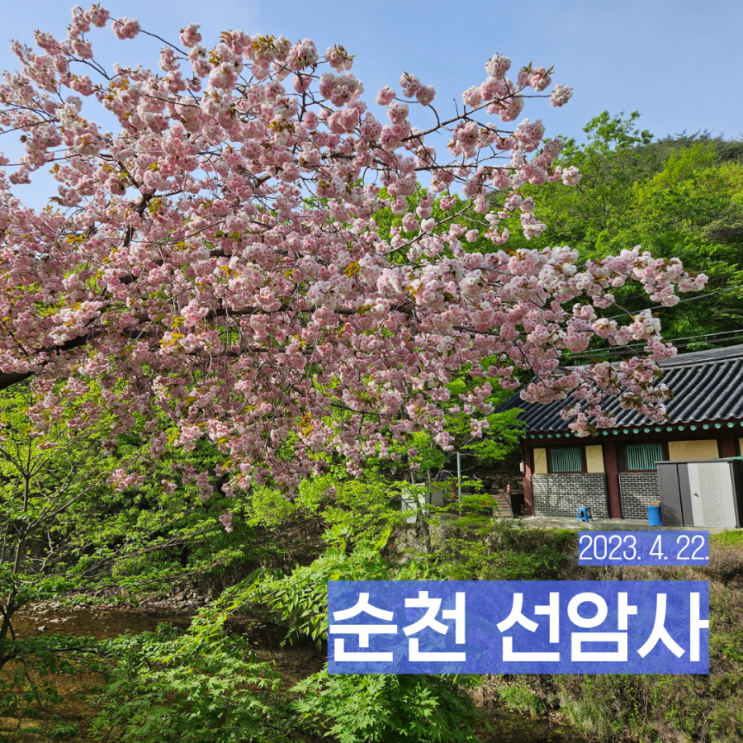 순천 여행 가볼만한 곳 겹벚꽃 명소 유명 사찰 선암사