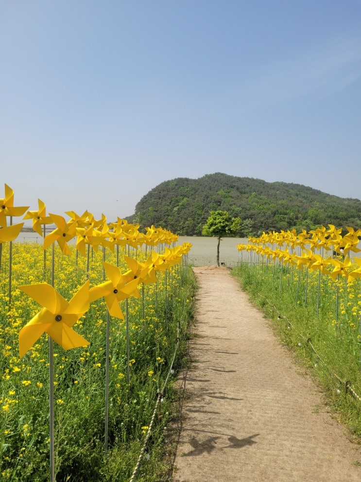  경주 불국사 겹벚꽃, 월정교 유채꽃 실시간 개화상태(4.21./안녕 봄꽃들아)+바실라카페 유채꽃