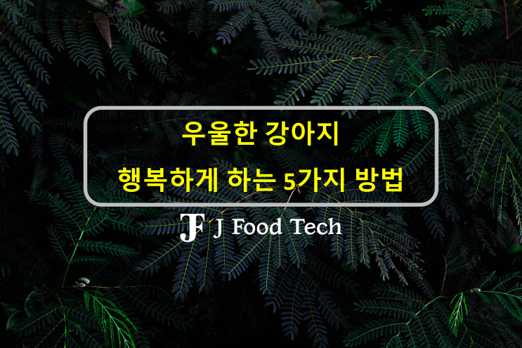 강아지 우울할 때 우리 강아지 행복하게 하는 방법 5가지 강아지 우울할 때 우리 강아지 행복하게 하는 방법 5가지