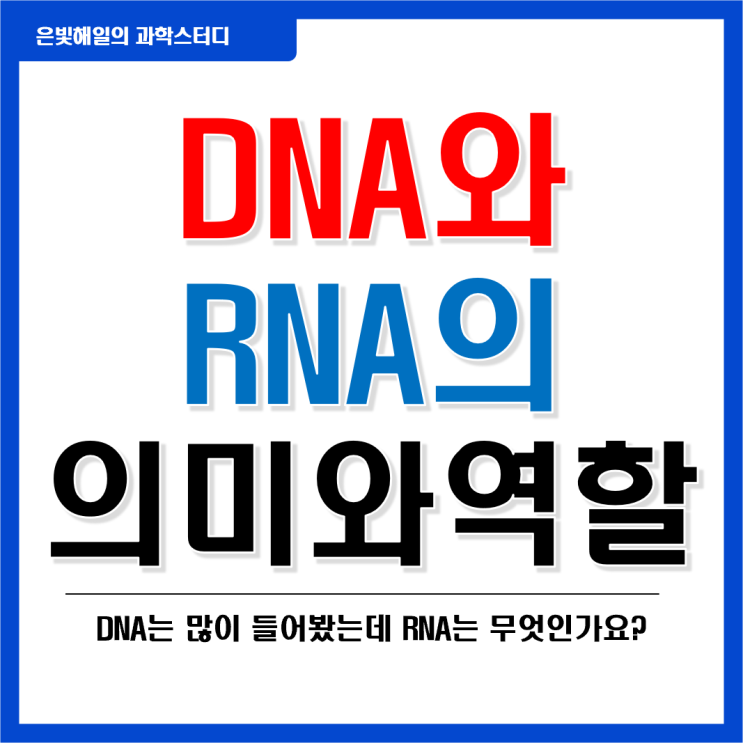 DNA와 RNA의 의미와 역할 그리고 차이