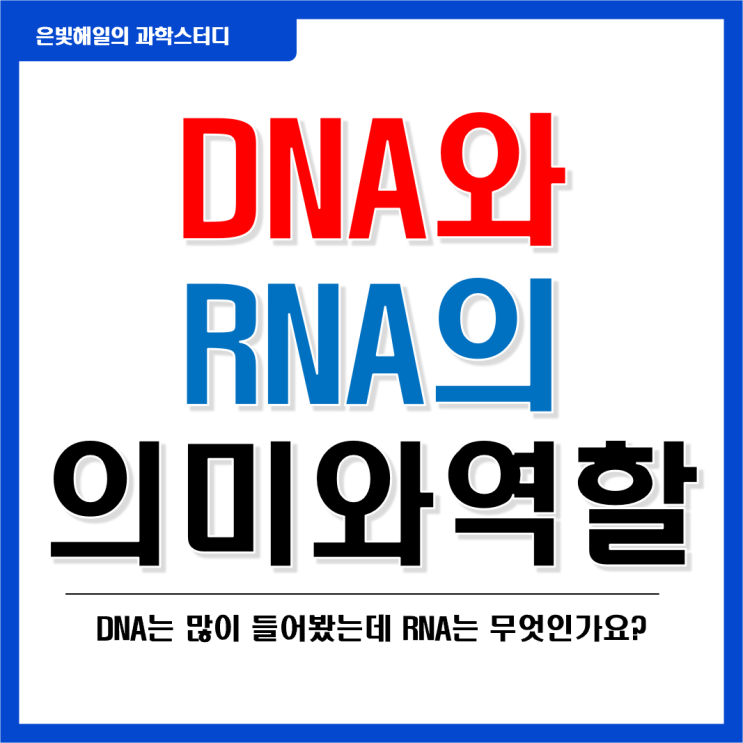  DNA와 RNA의 의미와 역할 그리고 차이