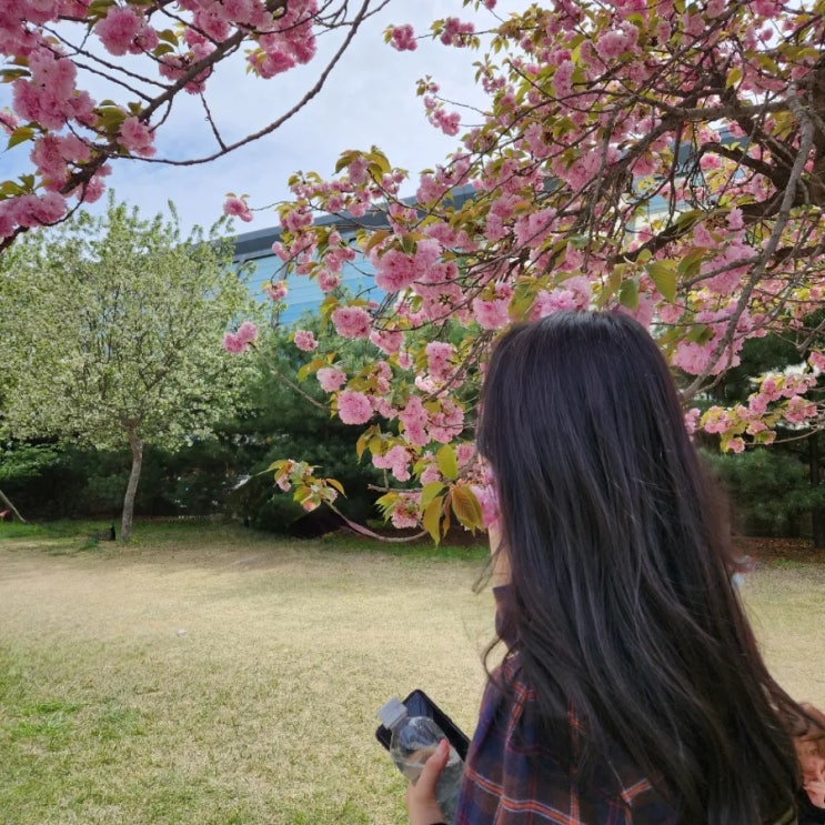  [하남 미사] 조정경기장 겹벚꽃 실시간, 피크닉, 한정식 거궁