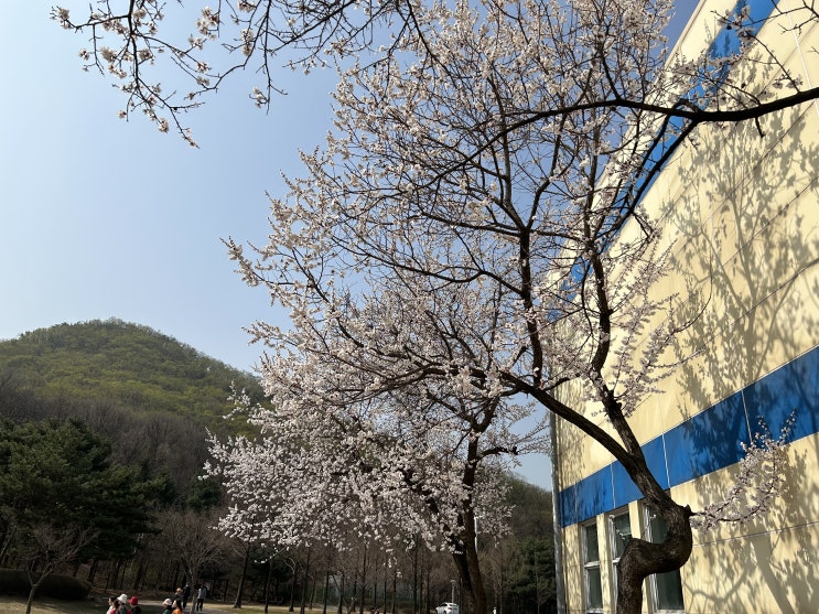  벚꽃시즌 인천대공원 피크닉 - 주차, 자전거대여