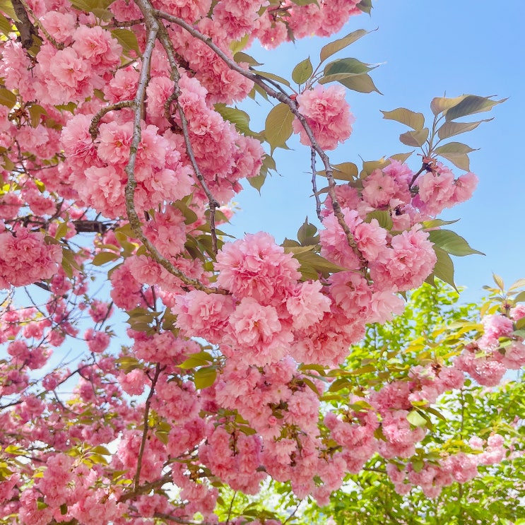  하남 미사 경정공원, 겹벚꽃(주차/피크닉/개화 상태)