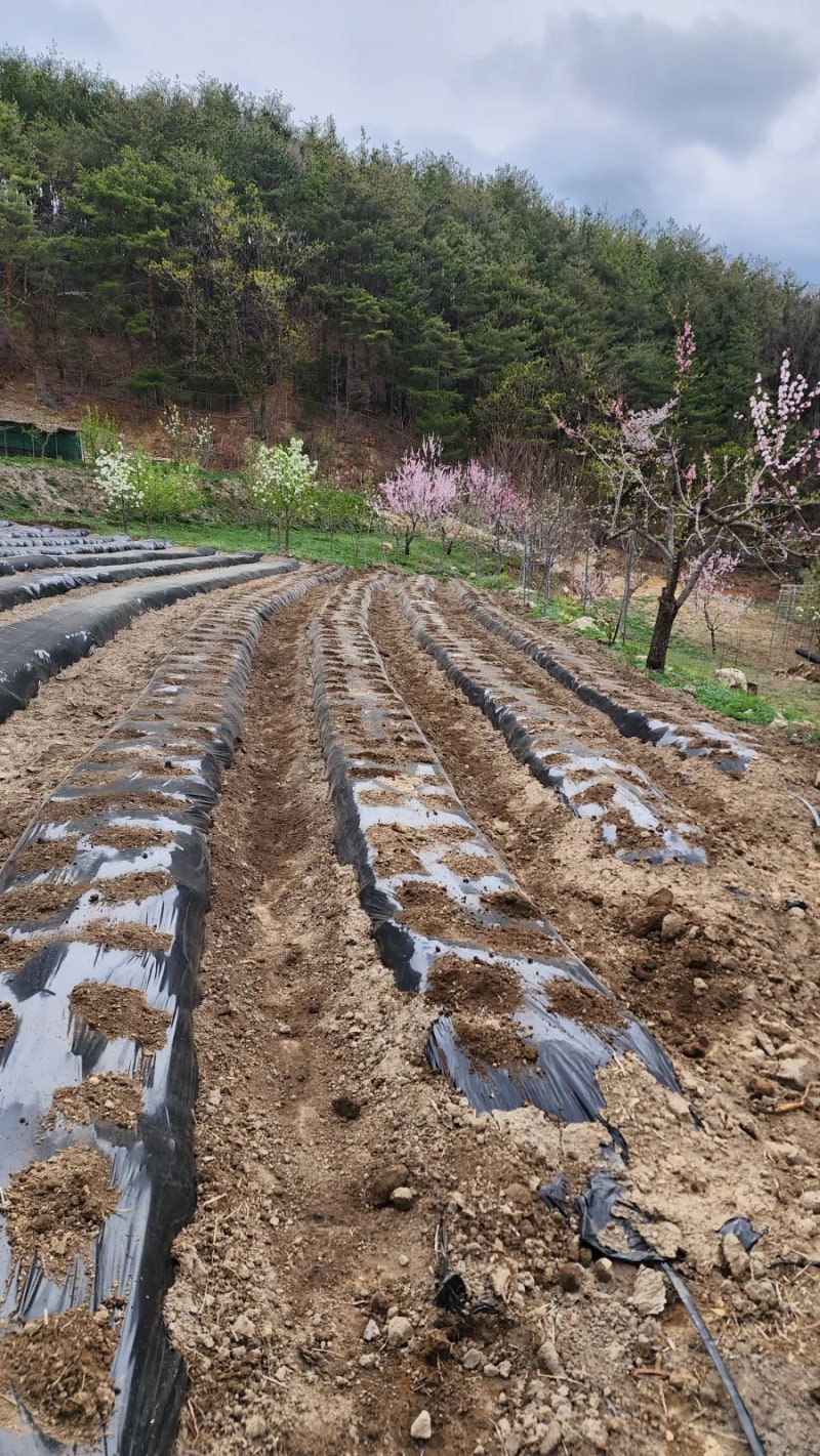 산마 씨를 심어 마 종근(모종) 만들어 키우는 법 : 네이버 블로그