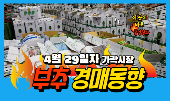  [경매사 일일보고] 4월 29일자 가락시장 부추 경매동향을 살펴보겠습니다!