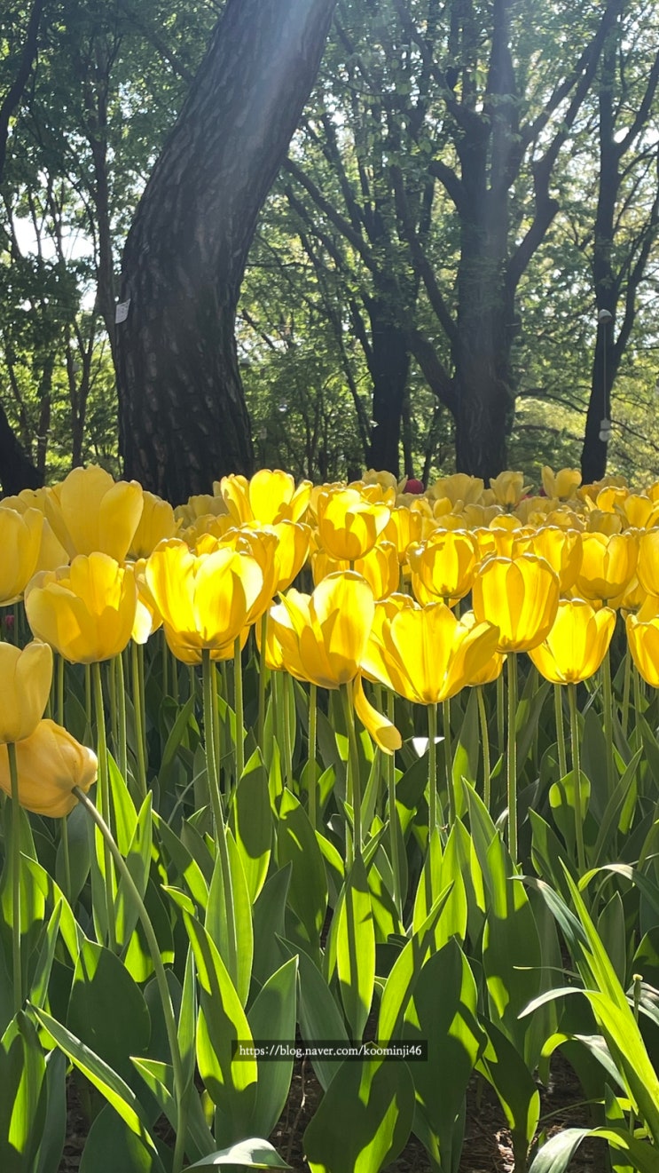 서울숲 튤립 근황(4/21기준)