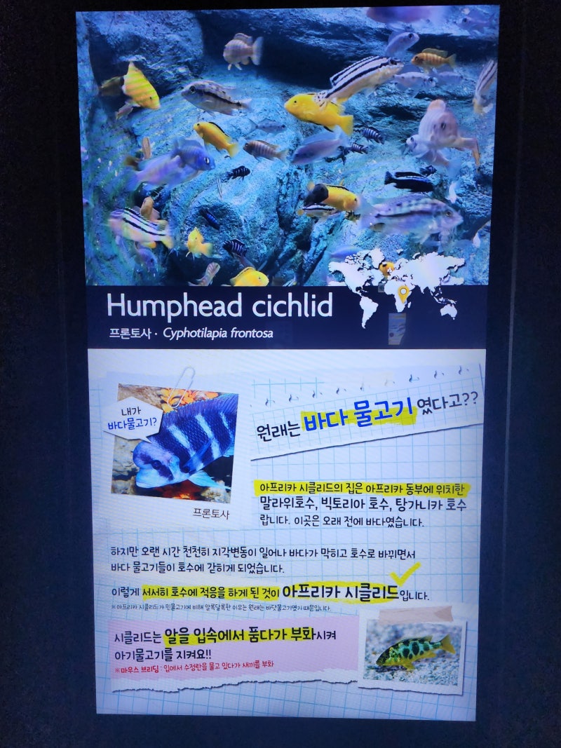 서울 아이와 가볼만한곳 잠실 롯데월드 롯데타워 아쿠아리움 할인 가격 : 네이버 블로그, image size:800x1067