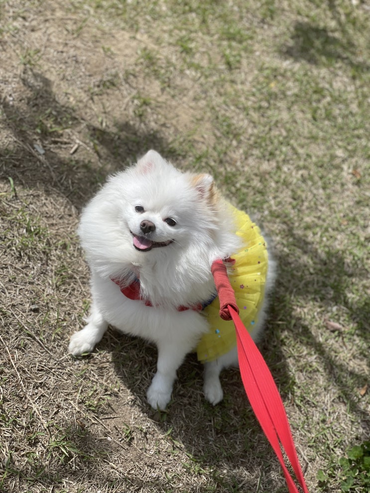  미세먼지 강아지산책 주의사항
