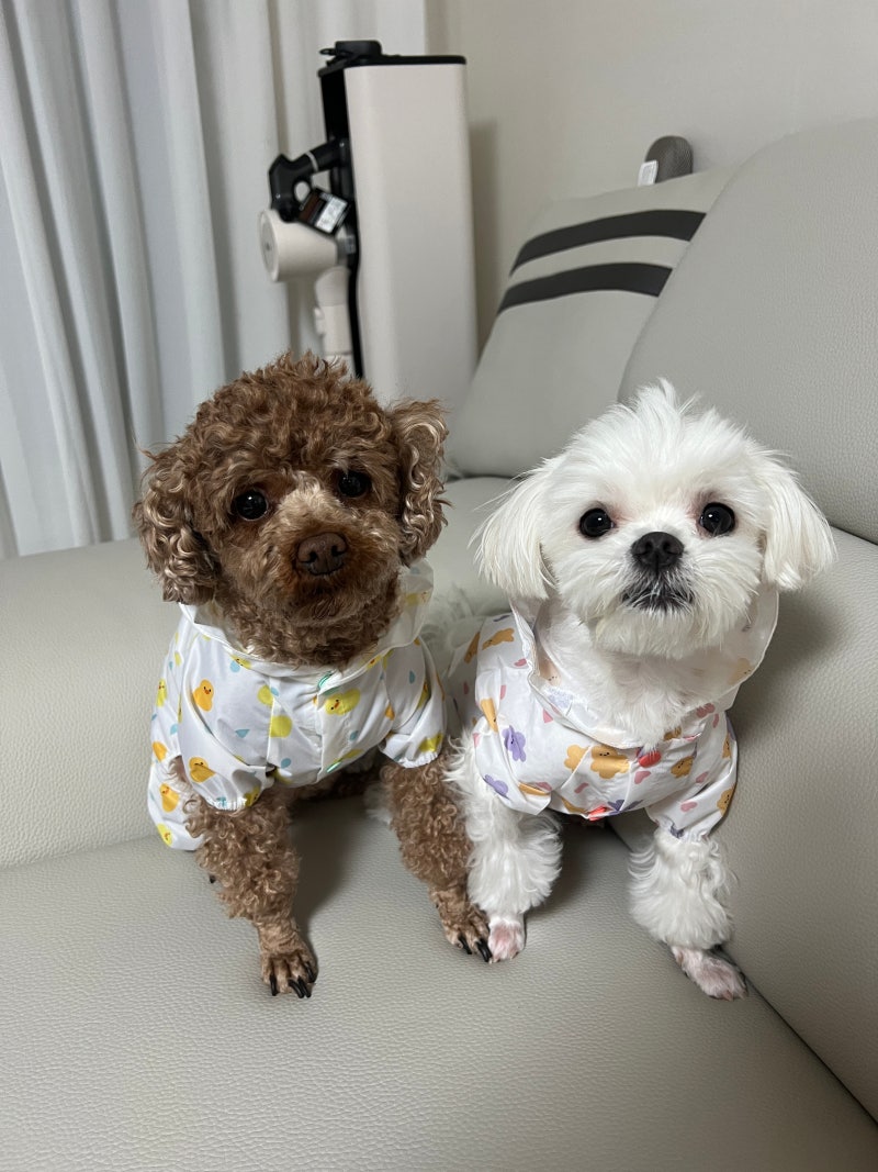 [다이소 강아지 우비] 비오는날 산책도 걱정없지! 2가지 디자인 몽땅 구매!!