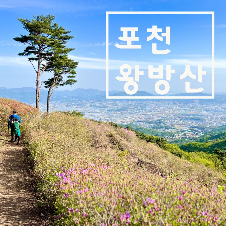 포천 왕방산: 들꽃과 함께하는 왕산사 최단코스 (feat. 초보추천, 철쭉군락지)