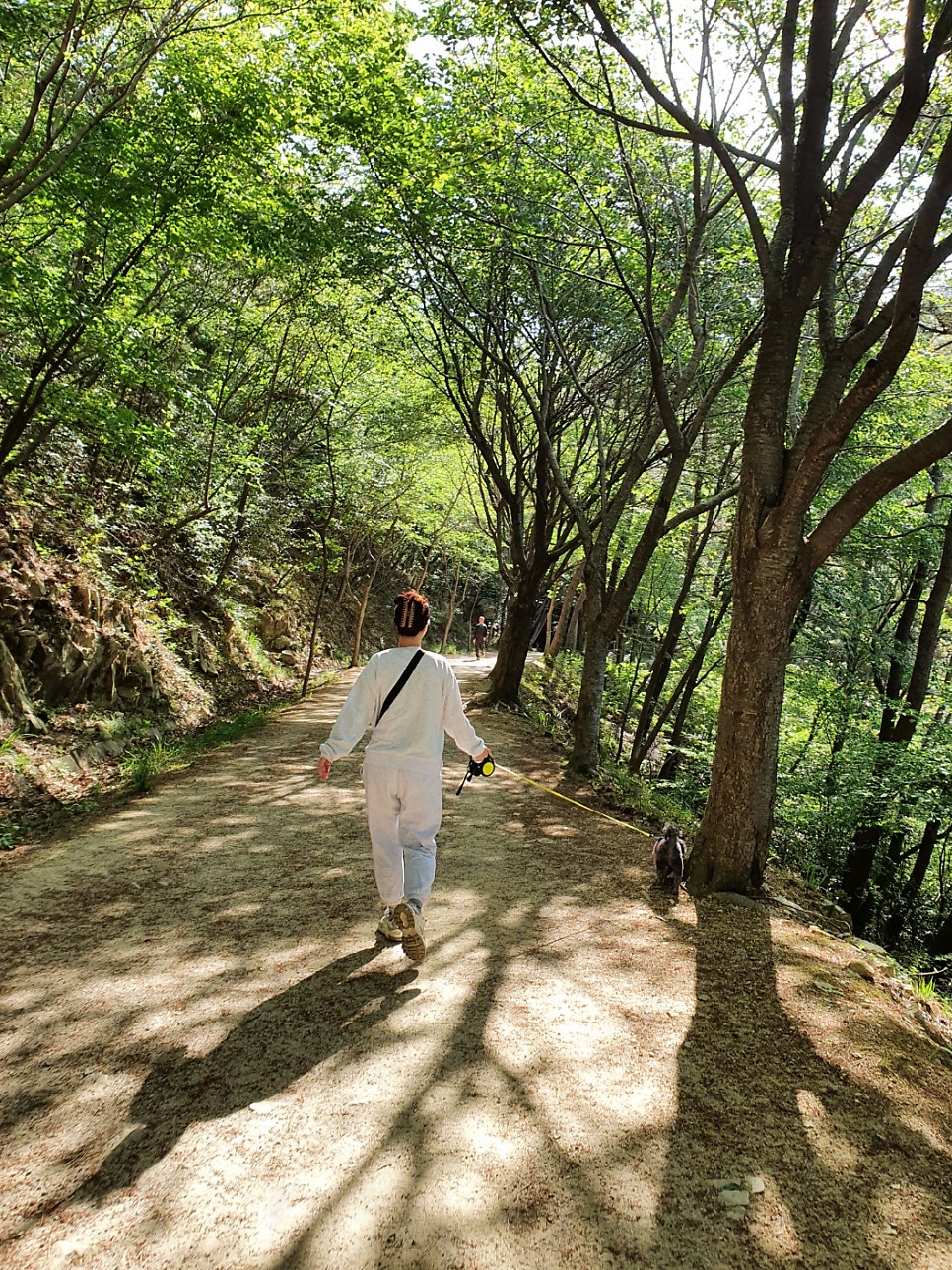 울산쫀득이 사진 2