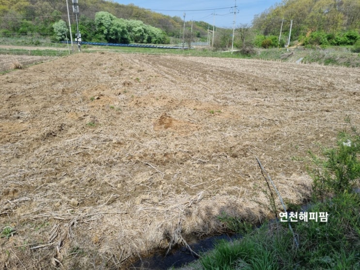  율무농사 노지고추농사준비 비료뿌리기