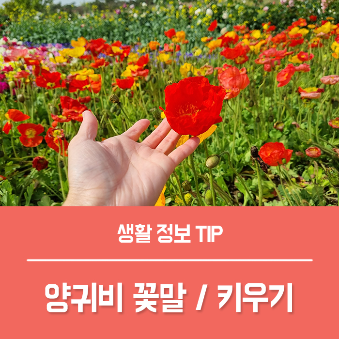 양귀비 꽃말, 개양귀비 씨앗 꽃양귀비 키우기, 양귀비 술 효능
