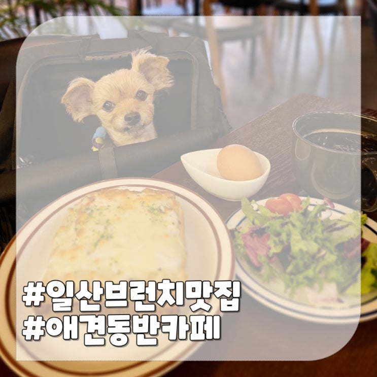  일산 빵 맛집, 애견동반 브런치카페 수원의아침
