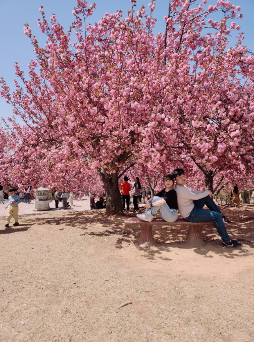23년 4월 벚꽃여행 기록 - 석촌호수와 불국사는 건졌다?