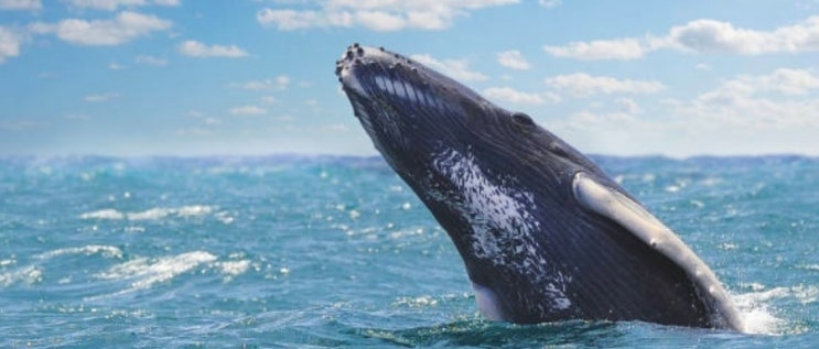혹등고래 기본정보, 우영우에게 보이는 거대한 고래의 정체