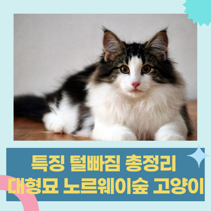 대형묘 노르웨이숲 고양이 성격 특징 털빠짐 묘종
