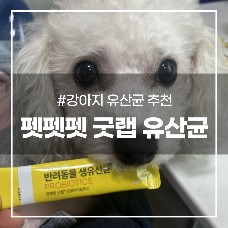 강아지 유산균 펫펫펫 굿랩 프로바이오틱스 영양제