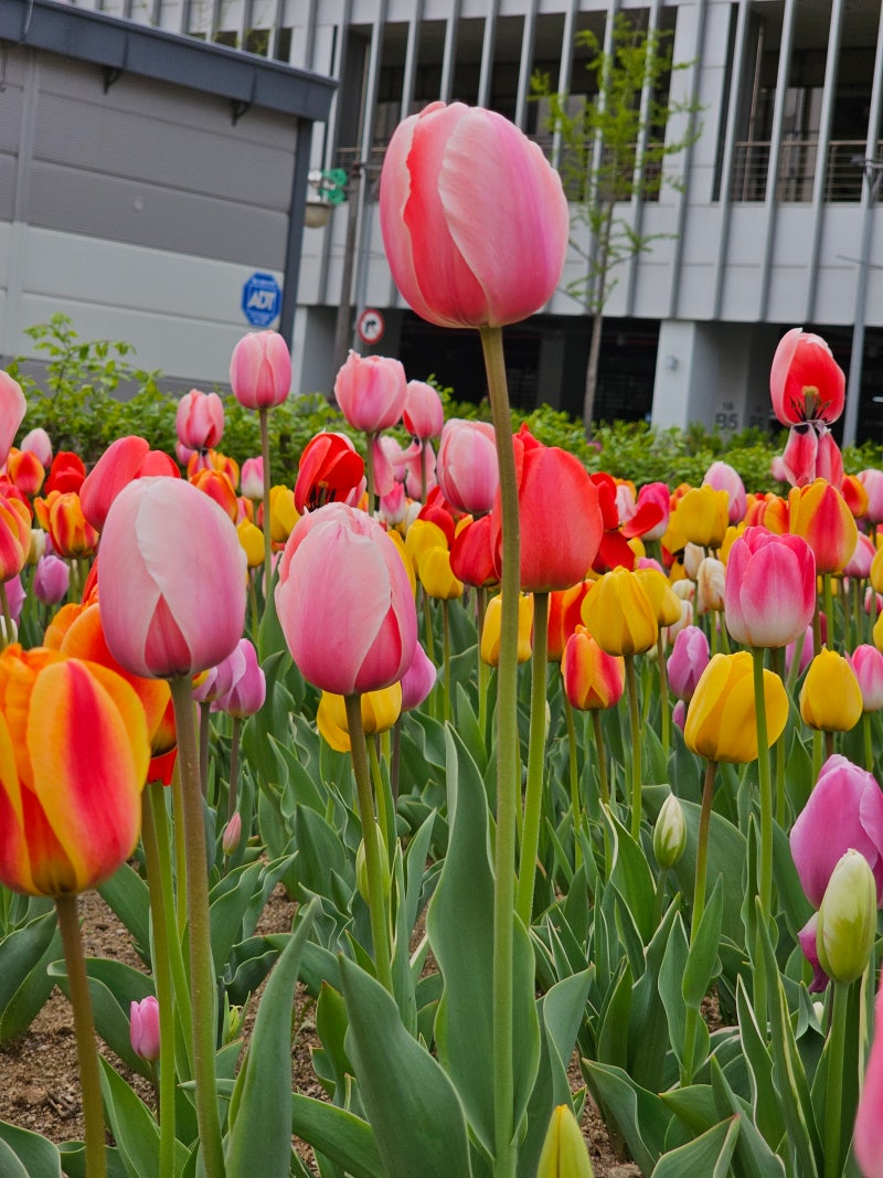 의정부 튤립명소 의정부역 무한상상 시민공원 : 네이버 블로그