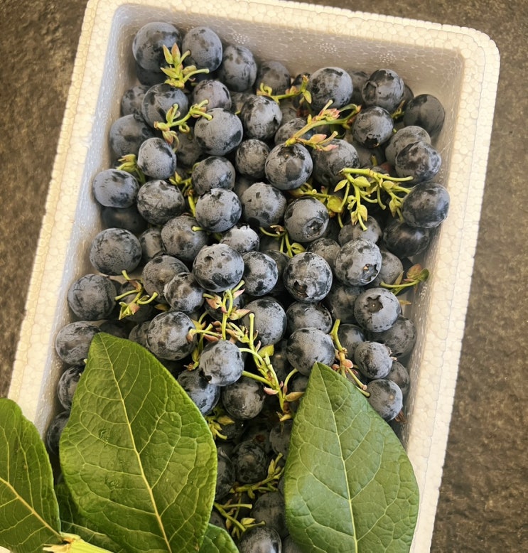 블루베리로 쉽고 맛있는 쨈 만들기. 집에서 만드는 홈메이드 Blueberry 쨈 레시피