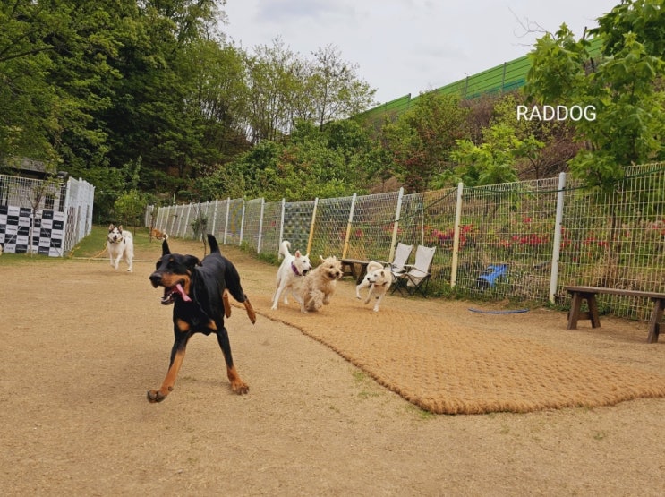  분당애견운동장 :) 라드독