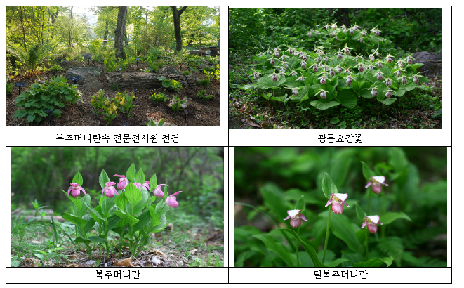 국립수목원, ‘복주머니란속 전문전시원편’ 심포지엄 개최 국립수목원, ‘복주머니란속 전문전시원편’ 심포지엄 개최