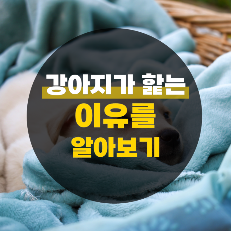  강아지가 핥는 이유 알아보기