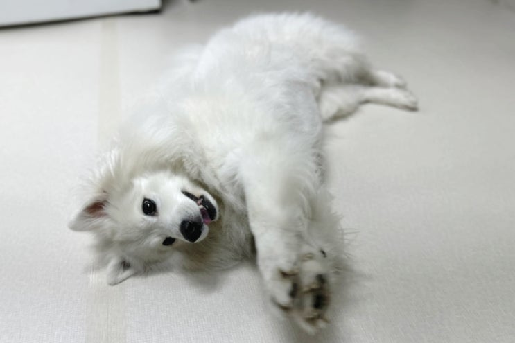  강아지 배까는 행동 발라당 자세의 이유