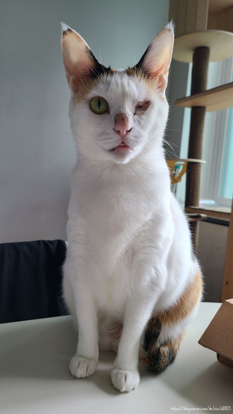  4월 셋째주 고양이 일기