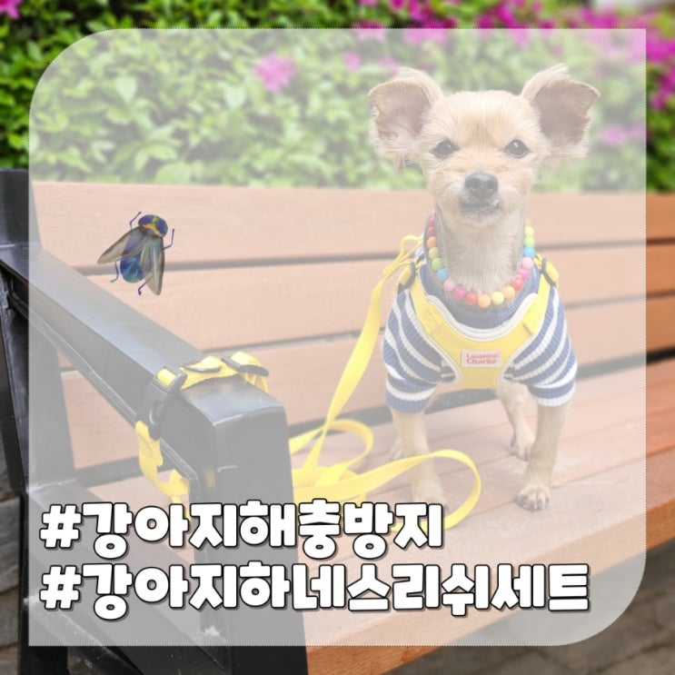  해충방지 스프레이 필요없는 강아지 하네스+리쉬