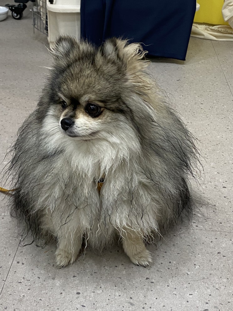  꼬질꼬질 꾸꾸씨