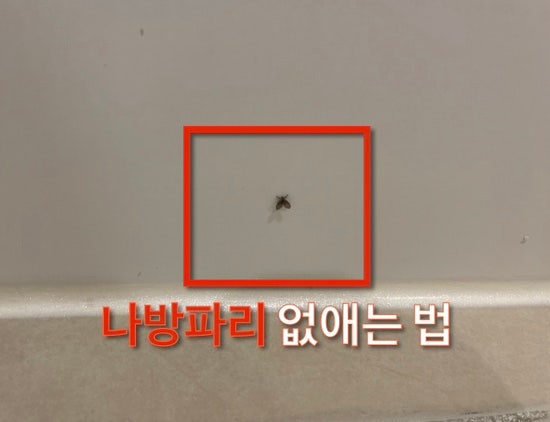  지긋지긋한 나방파리를 없애자!!! 나방파리 퇴치기!!!