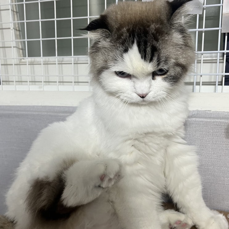  [고양이 삐짐] 제발 화 풀어줘…