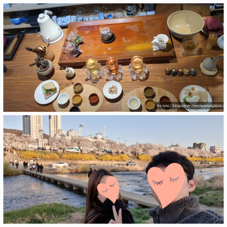 [청주 데이트] 이색적인 차마카세 티카페알케미(다도체험), 무심천 벚꽃 구경
