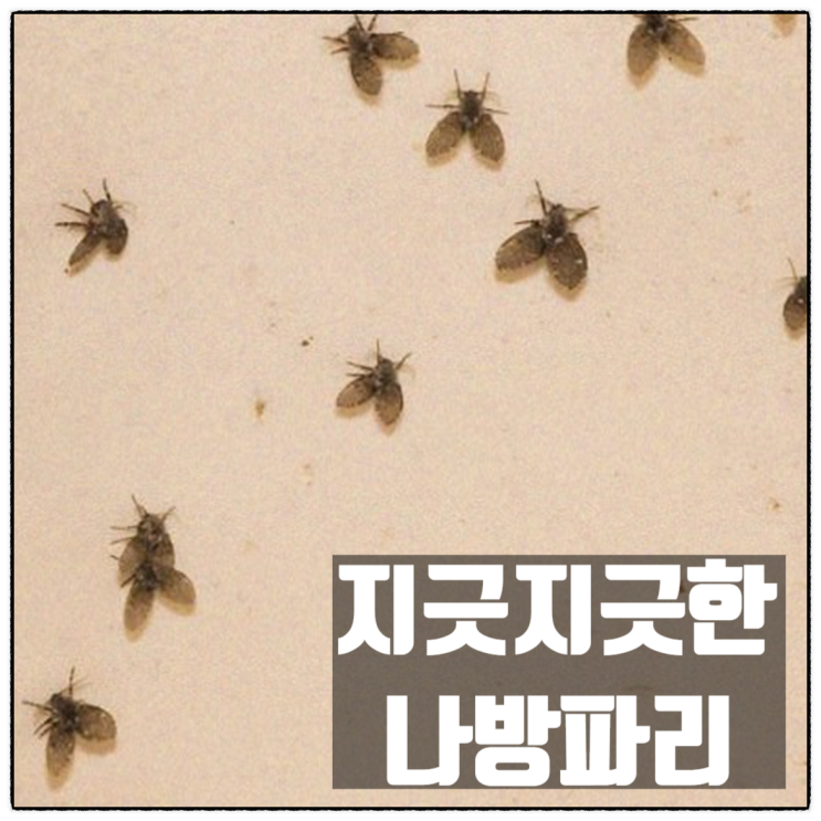 지긋지긋한 하수구 나방파리 끓는물 퇴치 방법 공유 지긋지긋한 하수구 나방파리 끓는물 퇴치 방법 공유