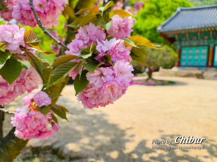  충북 영동 가볼만한곳 천태산 영국사