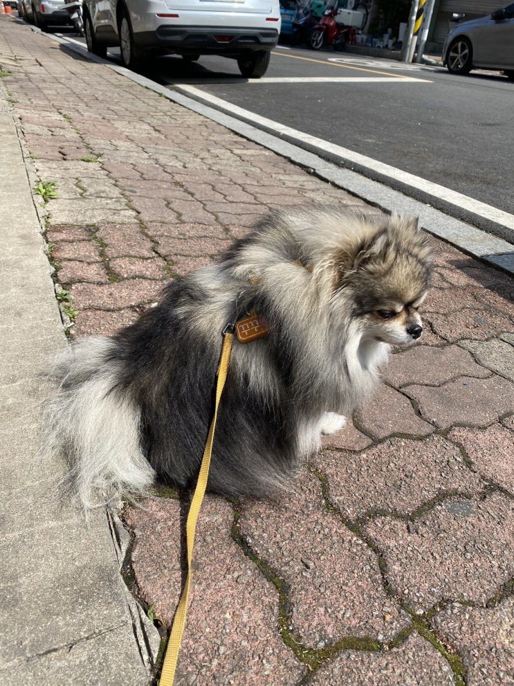  별 것 없는 꾸꾸의 하루