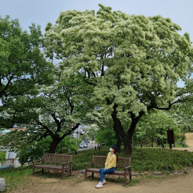  대구 이팝나무 군락지 옥포 교항리 대구근교 나들이 가볼만한곳