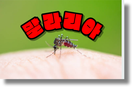 말라리아(malaria)의 원인, 증상, 예방 및 치료방법