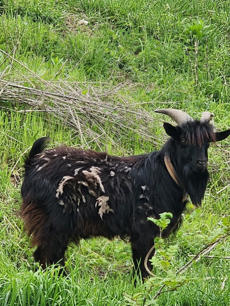 수염 난 조니 녹스빌! (잭애스 영화 시사회) : r/jackass, image size:800x1067