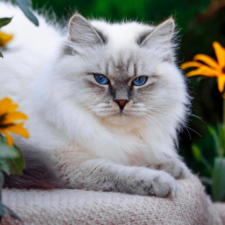 네바마스커레이드 포토, 고양이 알레르기 증상 적은 시베리아 성격 특징