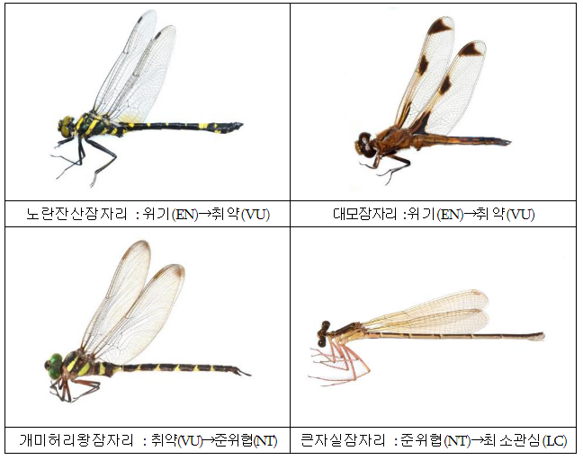 자생 곤충 701종 멸종위험 상태 재평가 자생 곤충 701종 멸종위험 상태 재평가