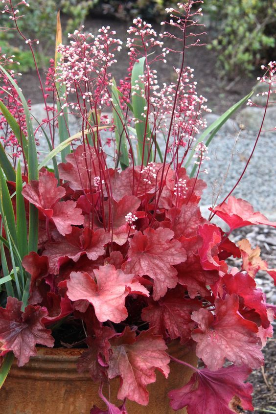  휴케라(Creeping saxifrage) 관리 방법