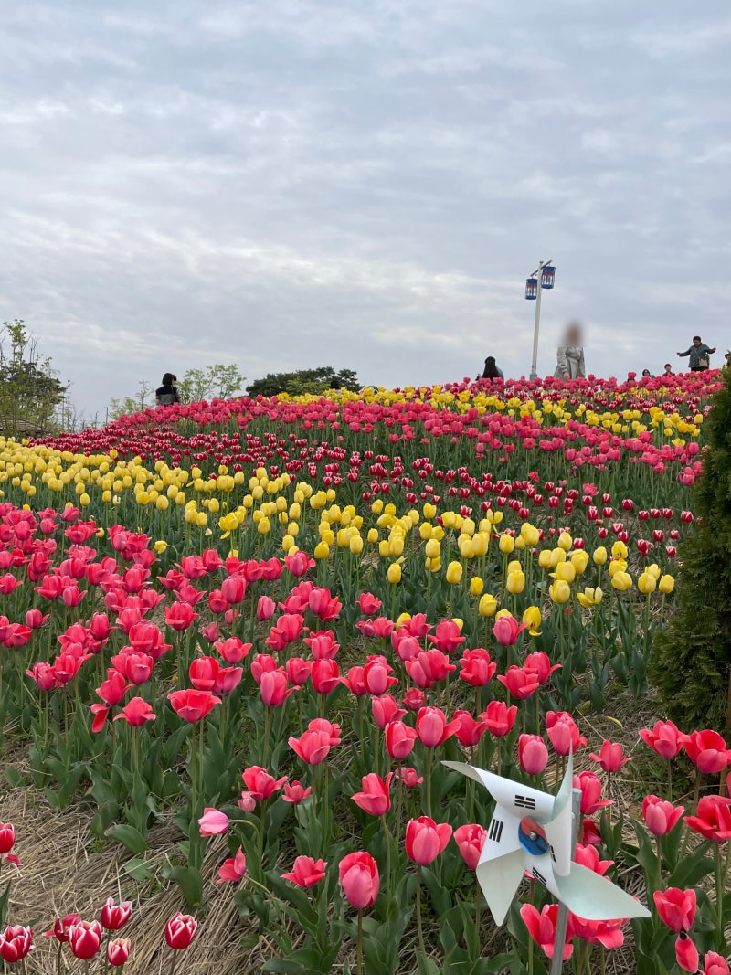 서울근교튤립명소/튤립명소] 튤립명소 평택농업생태공원 주말 방문후기(주자창, 튤립위치, 입장료 무료) : 네이버 블로그